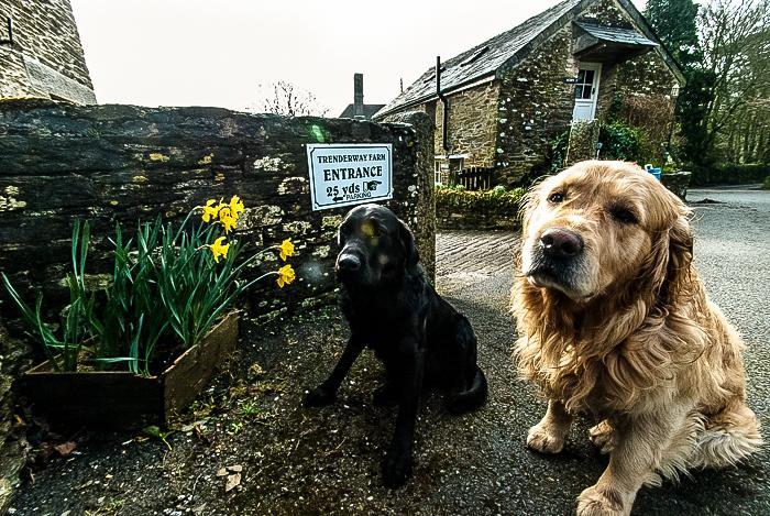 Trenderway Farm Bed & Breakfast Looe Dış mekan fotoğraf